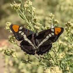 Hat sich präsentiert