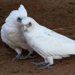Canoodling Corellas