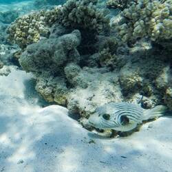 Thin-lined Pufferfish