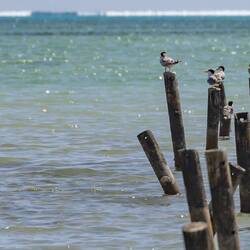 ? Greater Crested Terns