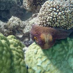 Camouflaged 🐙