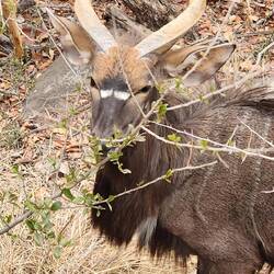 Male Nyala Below Our Tent