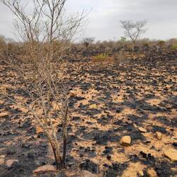 Some of the Fire Damage