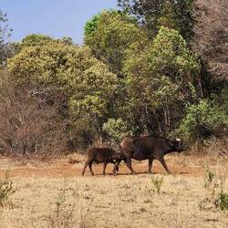 Cape Buffalo Calf Nursing While Mother is Walking