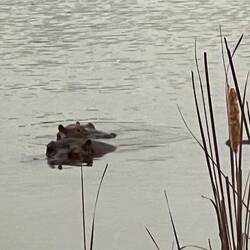 Said Goodbye to Hippo Lakes