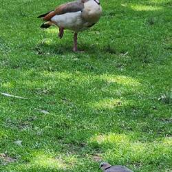 Egyptian Goose in Company Garden