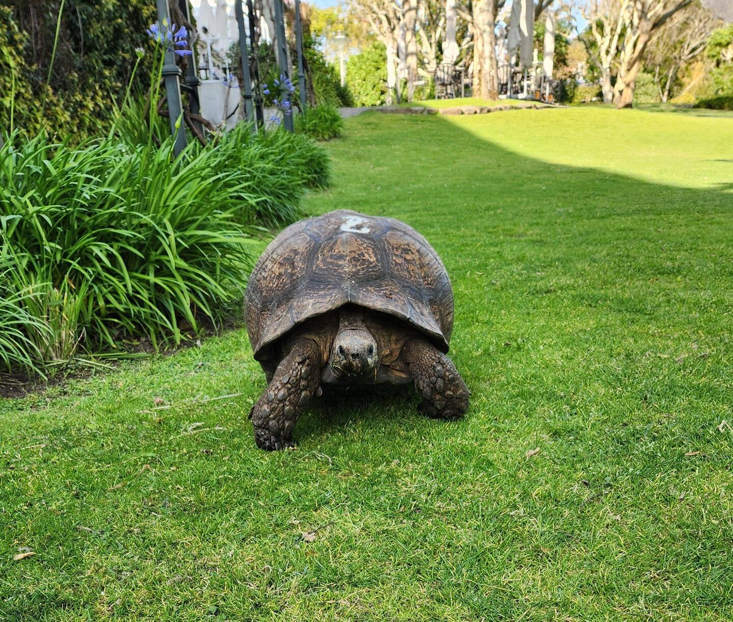 Tortoise At Vineyard Hotel