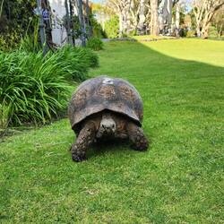 Tortoise At Vineyard Hotel