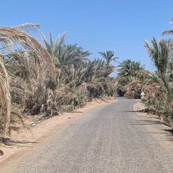 Dattelpalmen überall