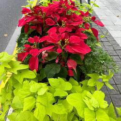 Weihnachtssterne im Sommer