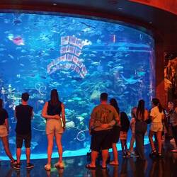 Aquarium im Silverton Hotel
