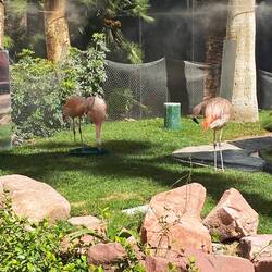 Flamingos im Flamingo Hotel