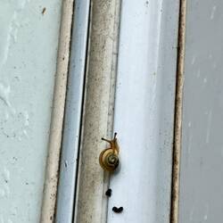 scho de erscht Mitbewohner🐌