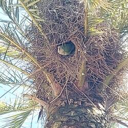 Green parrots.