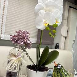 Mein Pumpkin-Bird😅