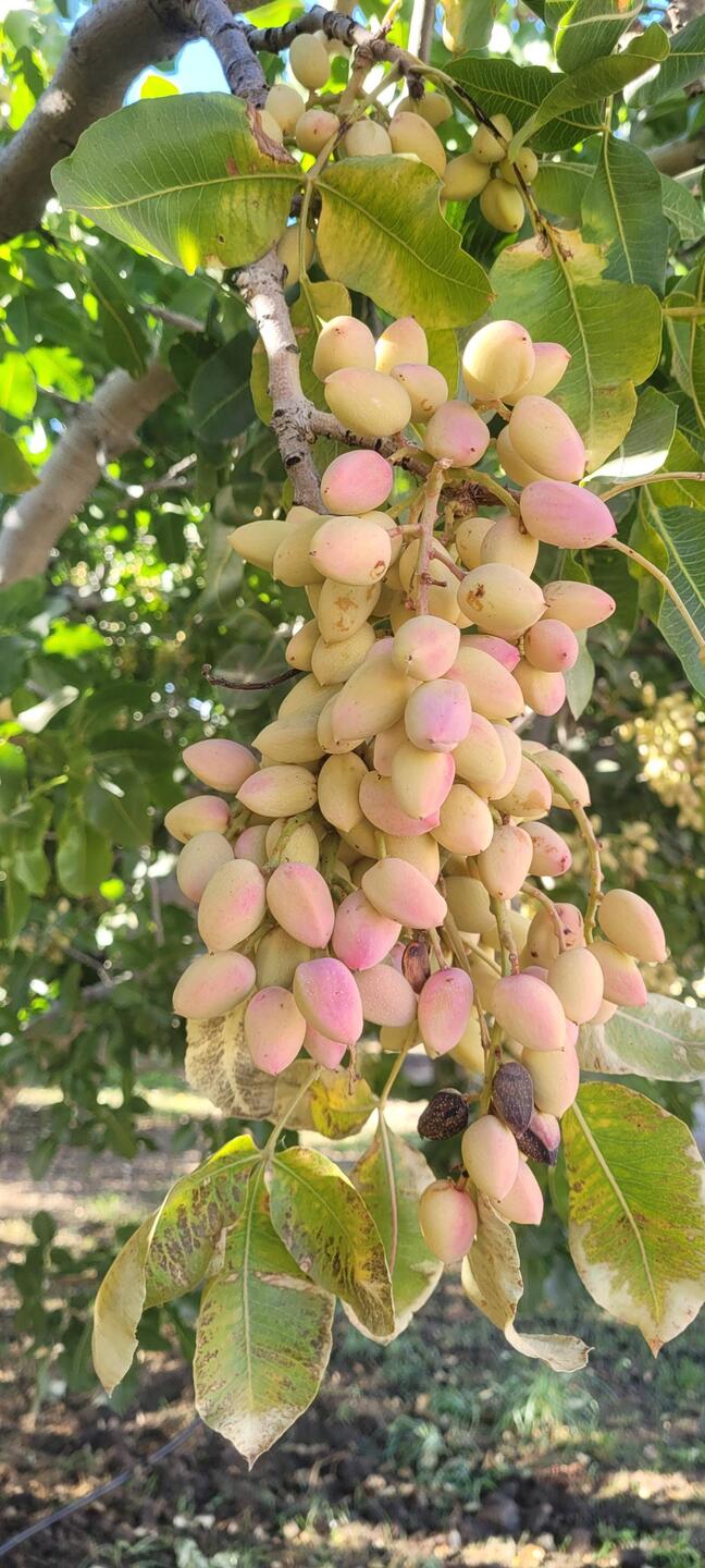 Santa Barbara Pistachios