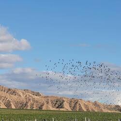 migratory birds flying over the vinyard