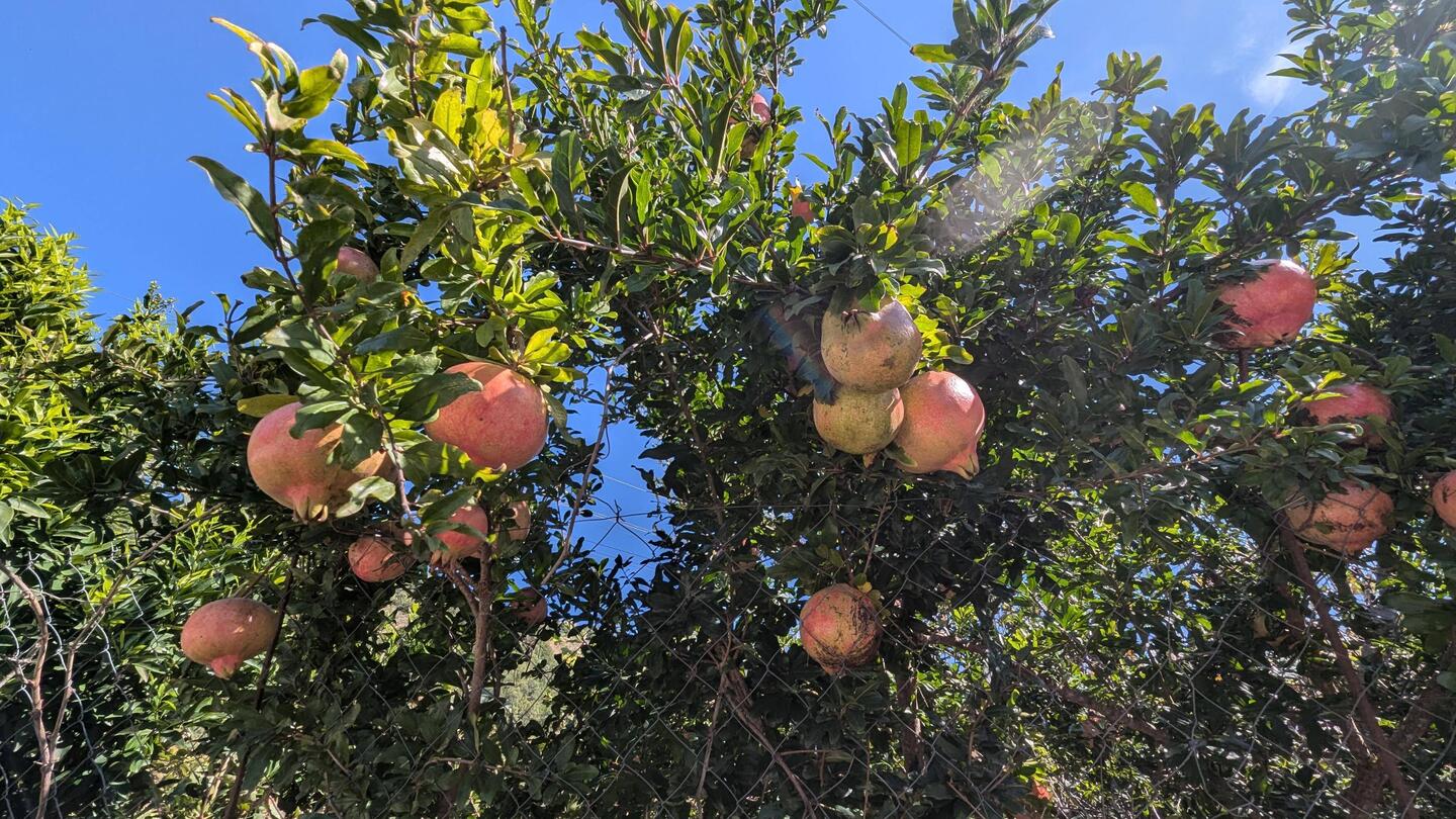 Richtung Himmel geschaut, wirklich nett hier. Hübsche Blumen tolles Obst und Gemüse, aber ☠️💀☠️