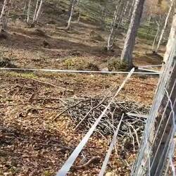 Die Yaks auf ihrer Runde😆