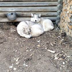 Chinook (Mama) und Akani (Sohn)