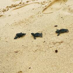 Sophies Traum ist in Erfüllung gegangen - Nach Lombok endlich wieder Schildkröten anzutreffen 🐢
