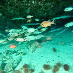 Am Meeresboden sieht man 2 Stachelrochen. Den Ammenhai kann man leider nicht erkennen 🦈