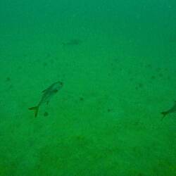 Kleine, graue Fische? Nein - 2 Meter große Gelbflossenthunfische