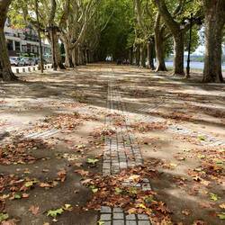 The avenue of trees.