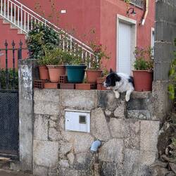 This cute puppy had a ring-side seat to watch the pilgrims walk by