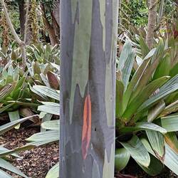 Eukalyptus frisch geschält