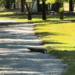 We scared a groundhog