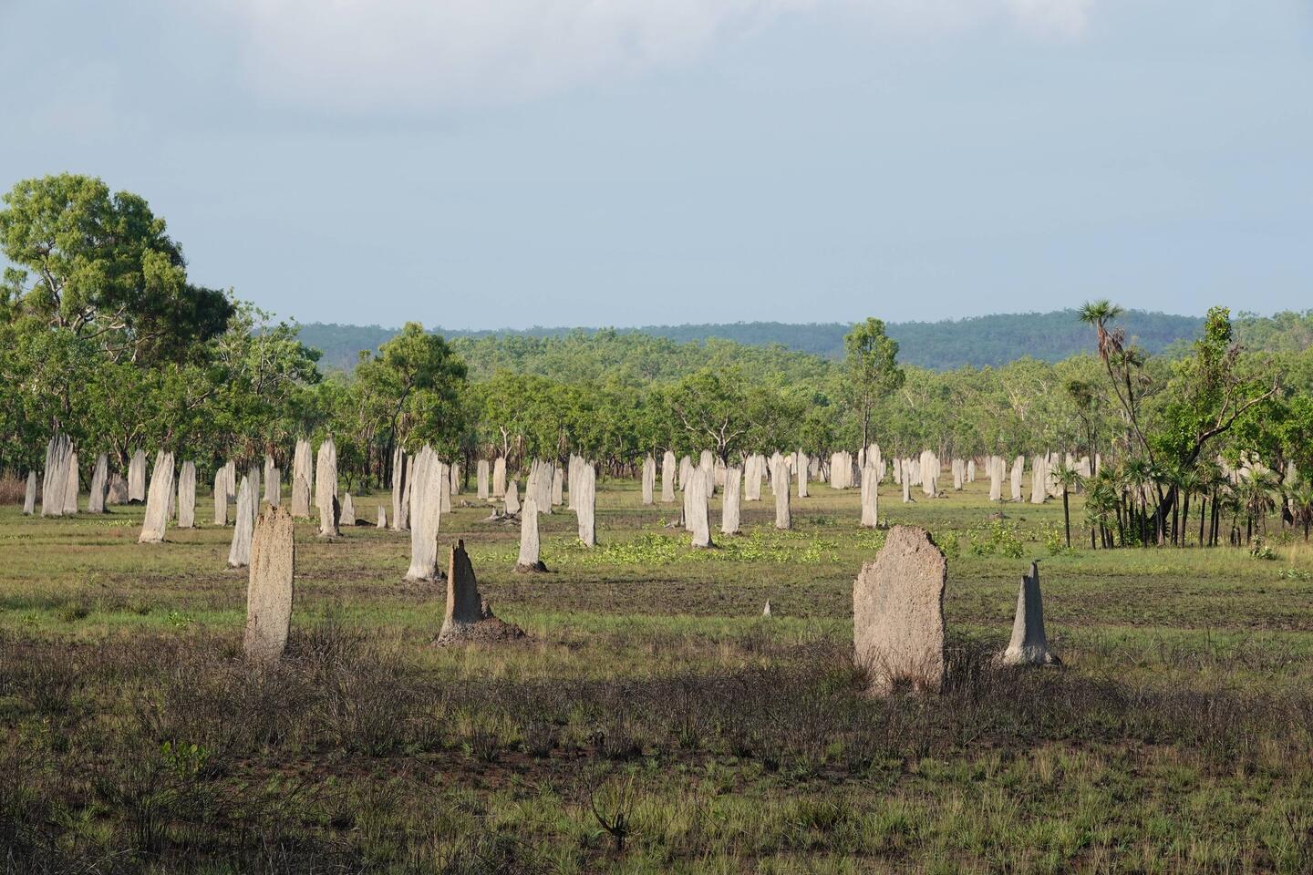 Magnetic Termite Mounds (Kompasstermiten)