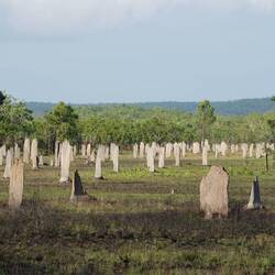 Magnetic Termite Mounds (Kompasstermiten)