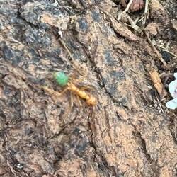 Green Back Ant, sehr reich an Vitamin C