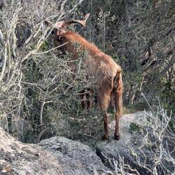 Ziegen umlagerten Brenda, auf Caprera