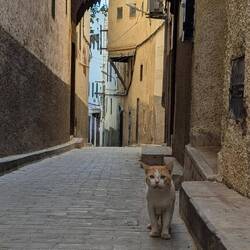 Fez Medina