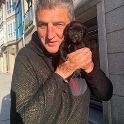 Gorgeous Toby in street, Melide