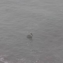Brown Pelican