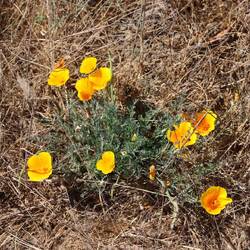 Kalifornischer Mohn, seit 1903 die Staatsblume von Kalifornien