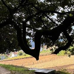 This tree had a unique shape to its branches.