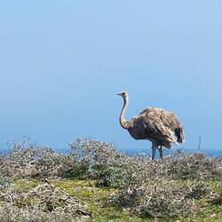 Female Ostrich