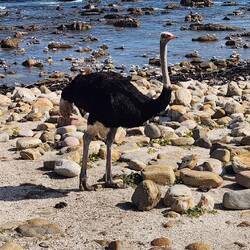 Male Ostrich