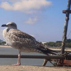 Möwe stellt sich in Position