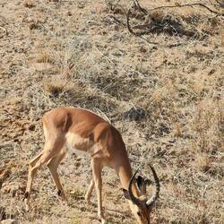 Impala Bock