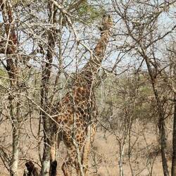 Giraffe