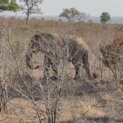 Afrikanischer Elefant