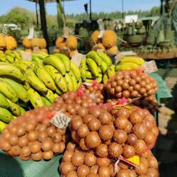 Macadamia Nüsse ungeschält