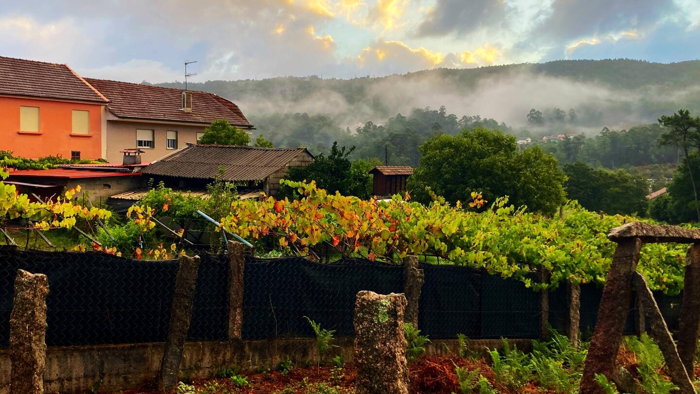 Early morning fog