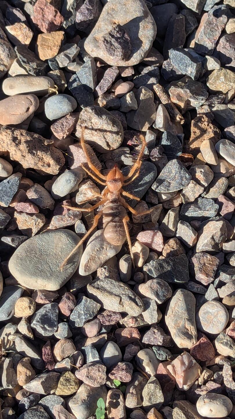 Eine Kamelspinne