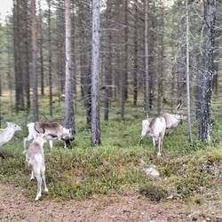 Rentiere auf dem Weg nach Inari